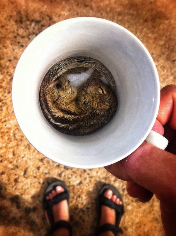 sleep-squirrel-cup