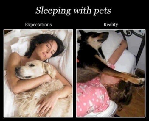 sleeping pets expectation r