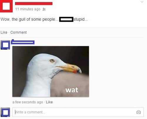 spelling-mistakes-gull
