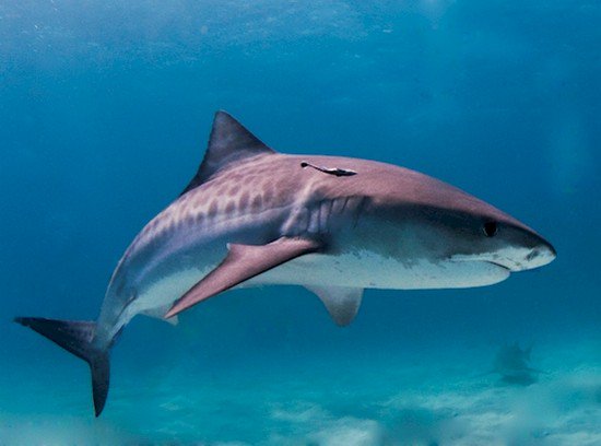 tiger shark