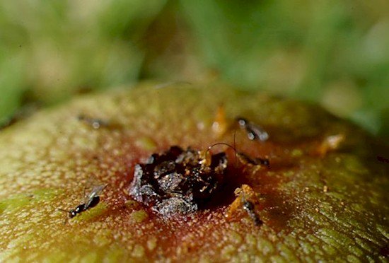 wasp fig hole