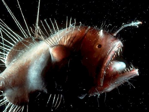 weird-creatures-anglerfish
