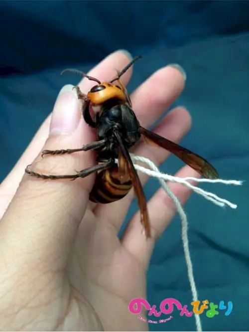 weird-creatures-giant-hornet