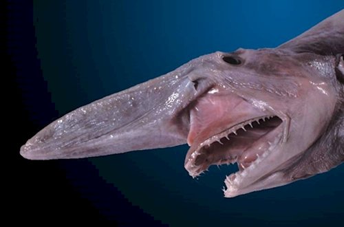 weird-creatures-goblin-shark