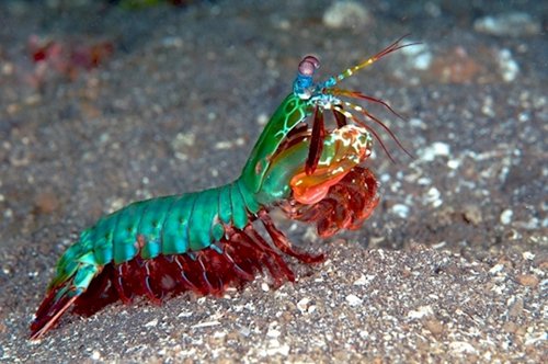 weird-creatures-mantis-shrimp