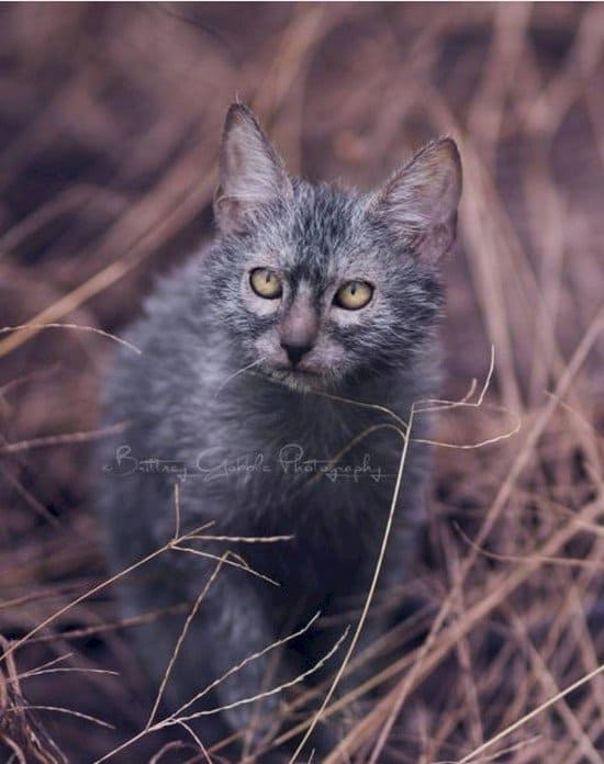 werewolf cat