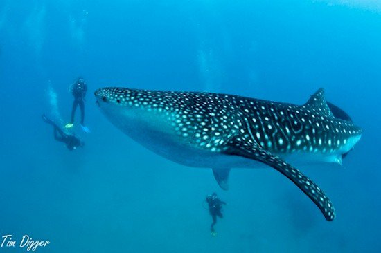 whale shark