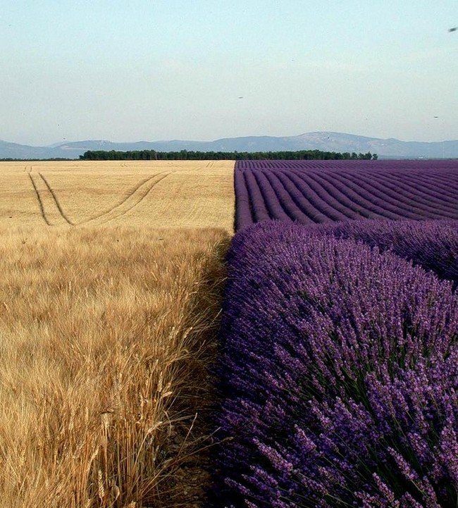 wheat lavender fields