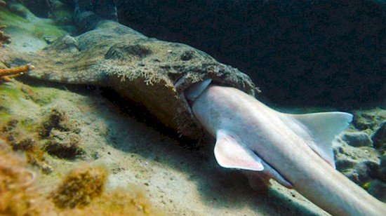 wobbegong shark
