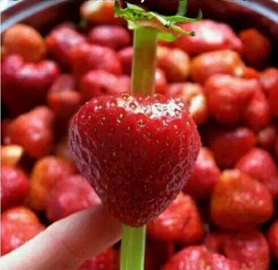 wrong-strawberries