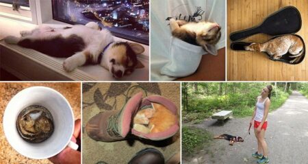 Animals Sleeping Funniest Positions Places