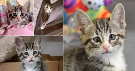 'Bum' Kitten Worried Eyes