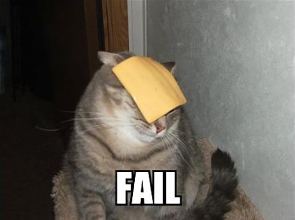 Cat Cheese