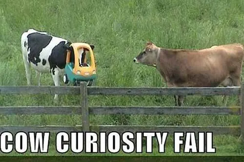 [Image: Cow-Fail1.jpg]