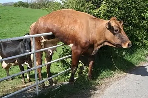 Cow On Fence