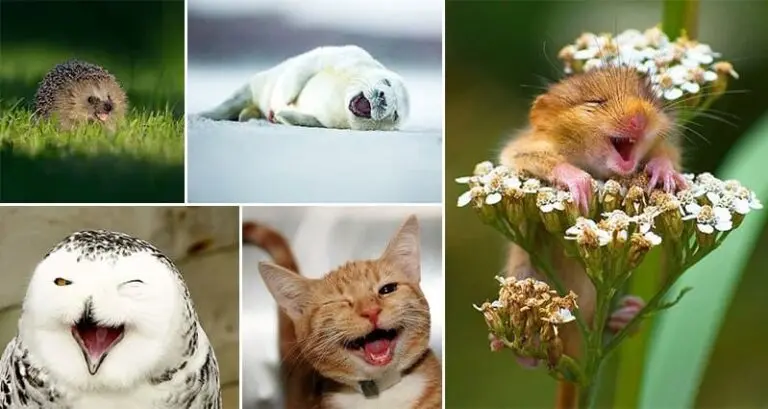Cute Images Animals Smiling