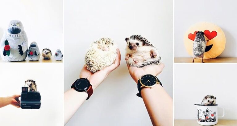 Cute Pet Hedgehogs