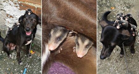 Dog Adopted Baby Opossums