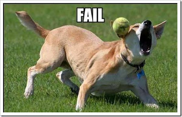 Dog Ball Fail