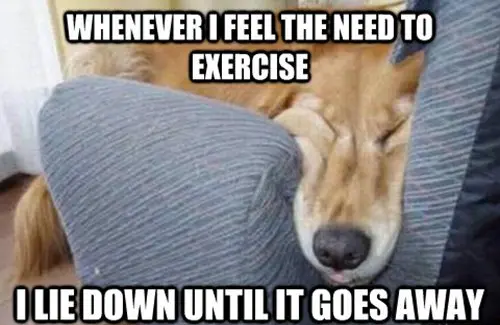 dog meme whenever i feel the need to exercise i lie down 