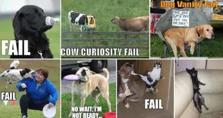 FUNNY AND RANDOM ANIMAL FAILS