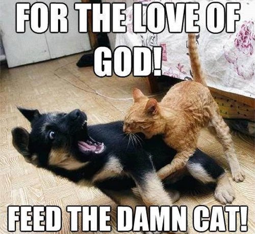 Feed Cat