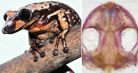 Frog Venomous Head Butting Scientist