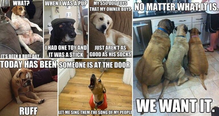 Hilarious Adorable Dog Memes