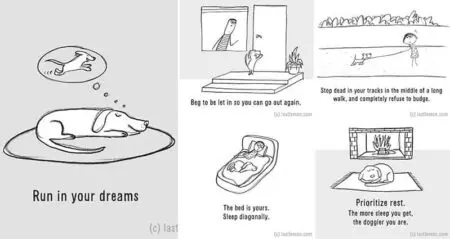 Illustrations How To Be A Dog Last Lemon