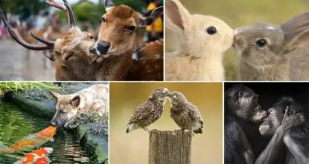 Images Animals Sharing A Kiss