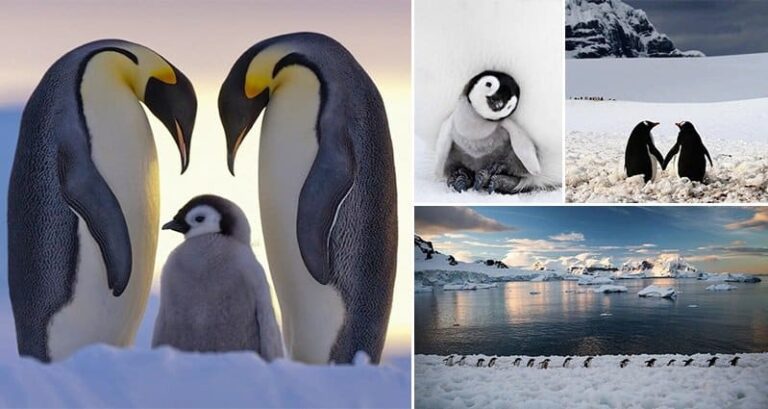 Incredible Images Penguins