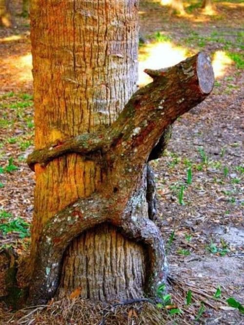 Kinky Tree