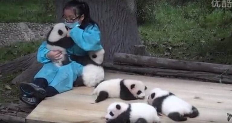 Love Pandas Perfect Job
