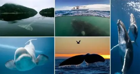 Magnificent Images Whales