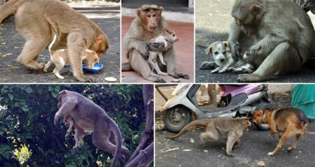 Monkey Adopts Puppy India
