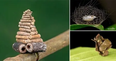 Mysterious Structures Insects