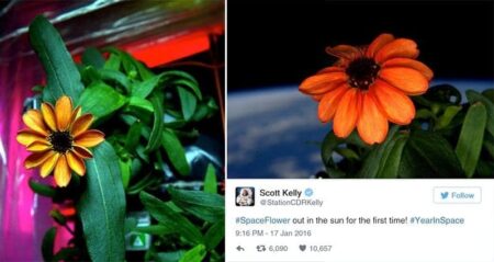 NASA Scott Kelly Grows First Flower Space