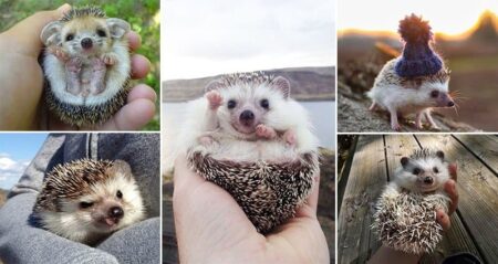 Remind You Hedgehogs Are Cute