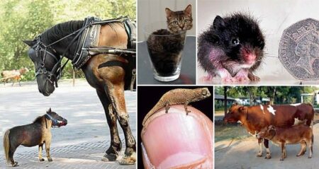 Smallest Animals In The World
