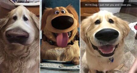 'Snapchat' Filter Dog 'Up'