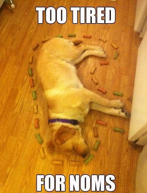 dog asleep with treats surrounding its body with text too tired for noms