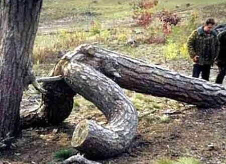 8 Hilarious Images Showing Some Of Mother Nature's Most Unique Trees