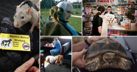 Unusual Service Animals
