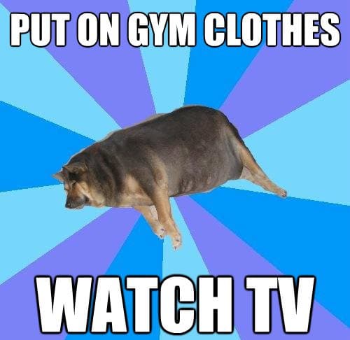 fat dog lying down put on gym clothes watch tv lazy meme 