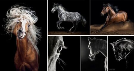 Wiebke Haas Photographs Horses