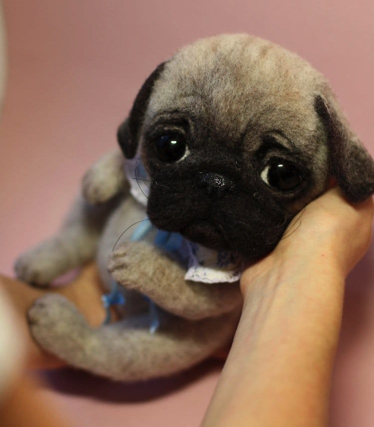 animals-pug