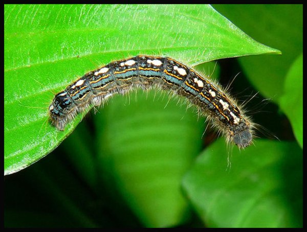 annoying-things-caterpillar