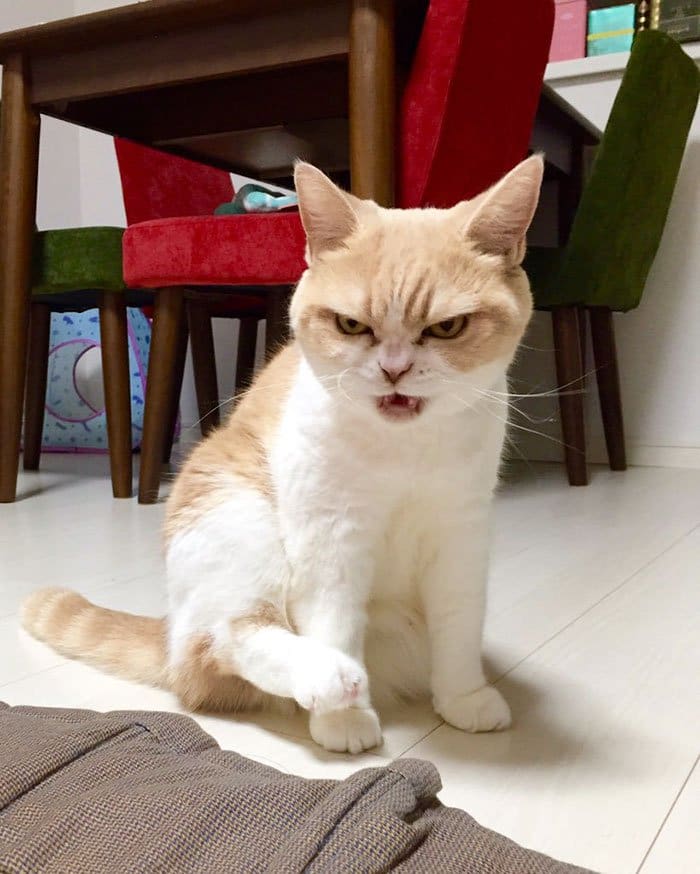 cat-angry
