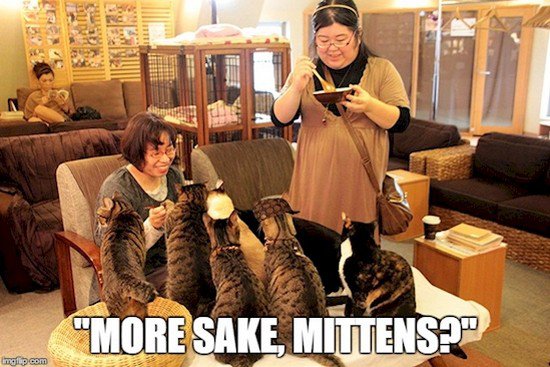 cat cafe sake