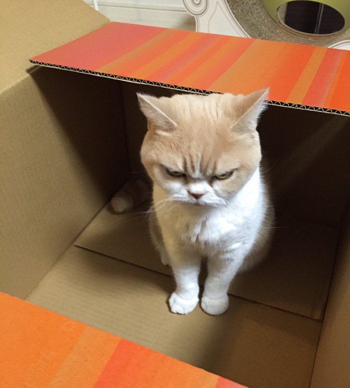 cat-grumpy-face